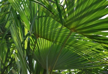 Palmbomen