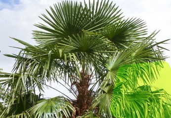 Palmbomen