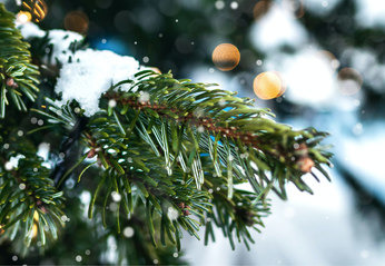 Kerstbomen en kerstdecoraties