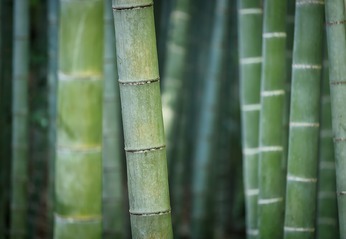 Bamboes