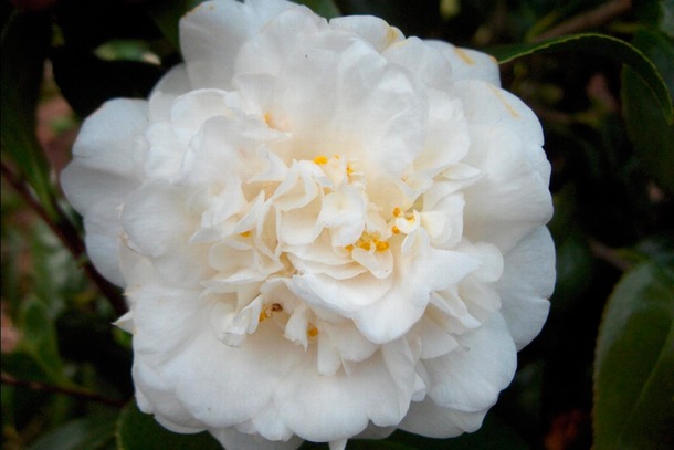 Camellia Japonica 'nobilissima' - Fleur