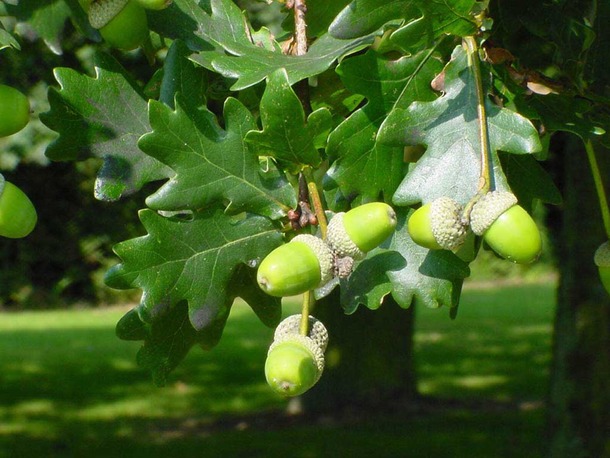Quercus Robur - Fleur